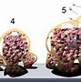 Biofilm Formation Là Gì